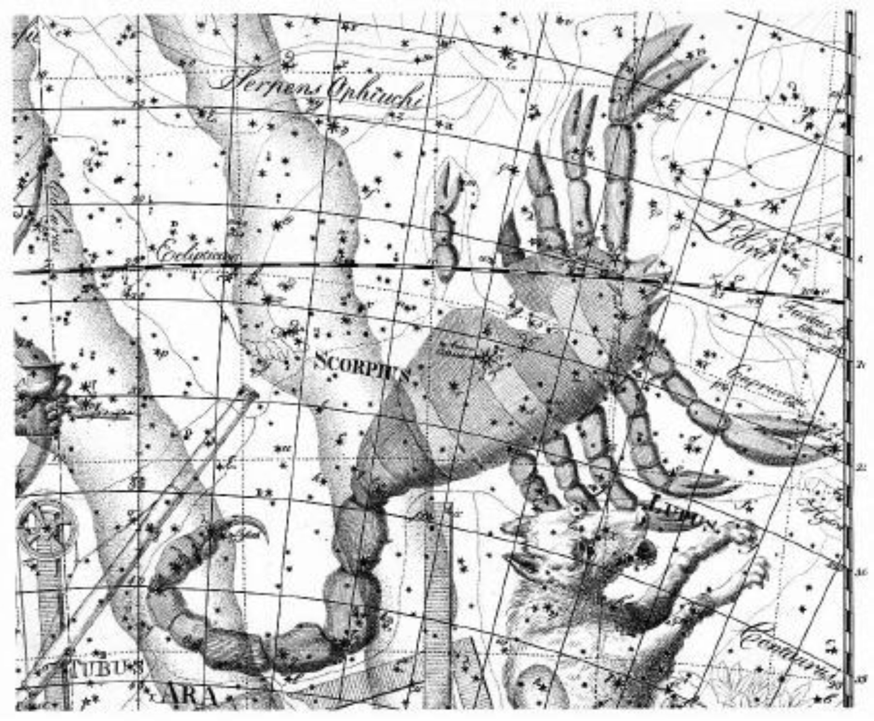 Scorpius uranographia johann bode